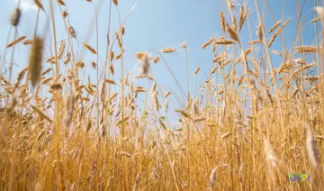 كيفية الاستثمار والتداول في عقود القمح؟